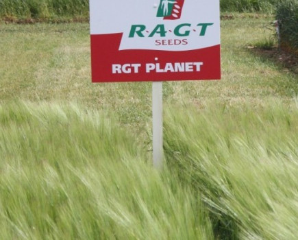 RGT Planet gains full IBD approval for brewing