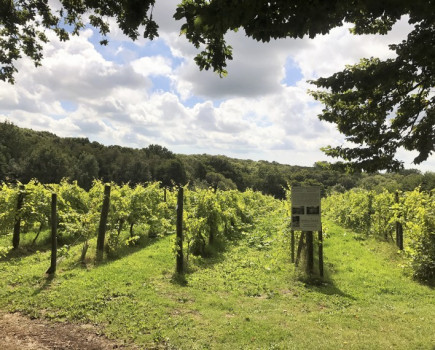 Country’s oldest organic vineyard