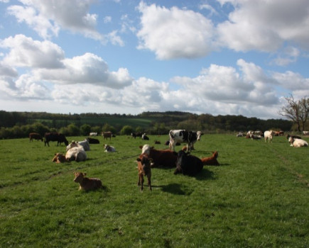 Traditional livestock farm