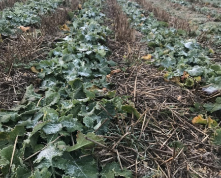 Advice to help OSR fulfil yield potential