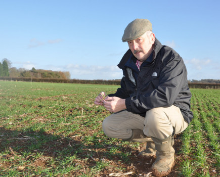 Watch for unexpected yellow rust in backward wheat