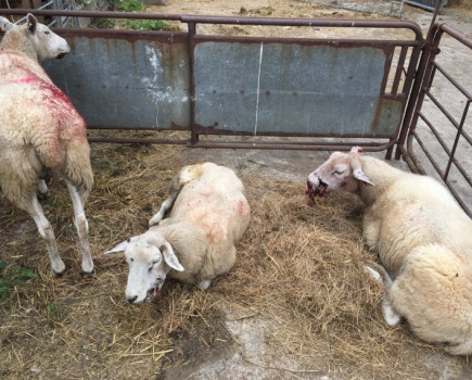 Appeal after sheep suffer ‘horrific’ dog attack in Berkshire