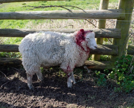 Dog attacks stop sheep grazing South Downs