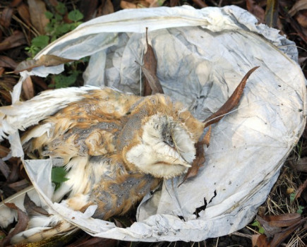 Sky lantern warning goes viral