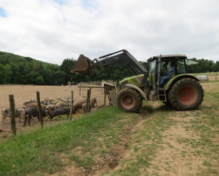 Thousands of sheep were bought in northern markets