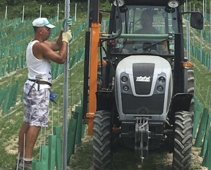 Kent farmer plants vineyard to beat Brexit