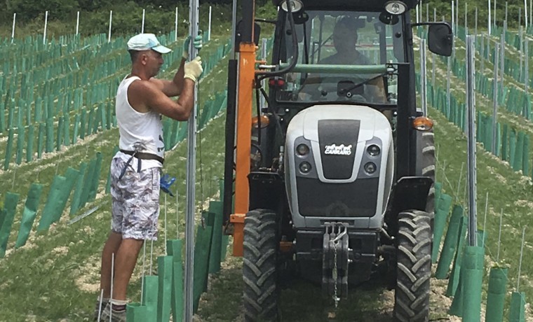 Kent farmer plants vineyard to beat Brexit