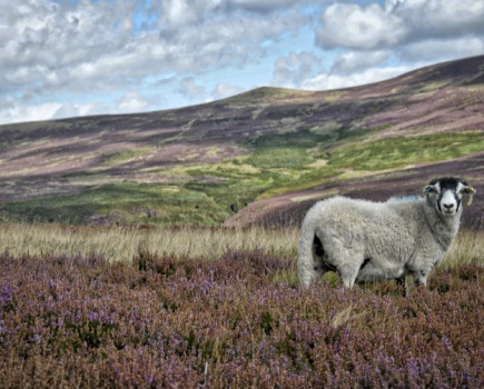 Photographs help farms in trouble