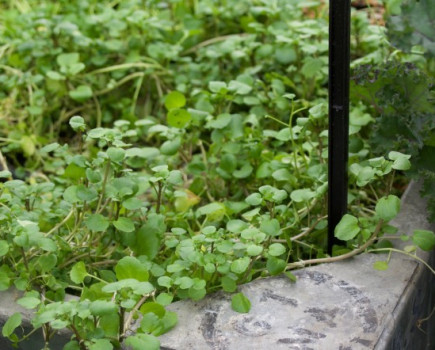 New watercress turns red