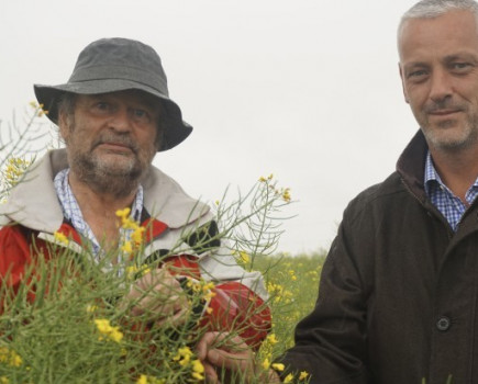 Strong growth habit dictates OSR success