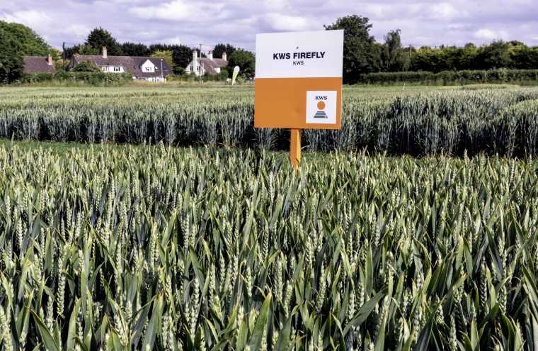 KWS unveils new wheats