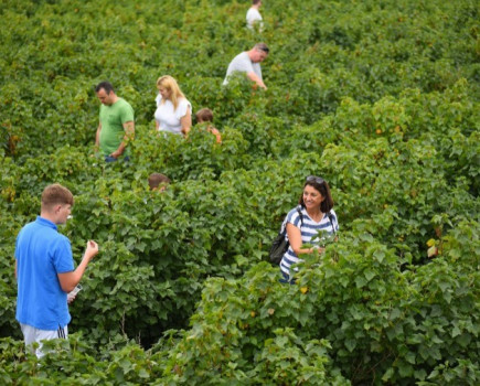 Hundreds of Faversham residents lend a hand to harvest