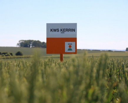 KWS Kerrin thrives despite tough growing conditions