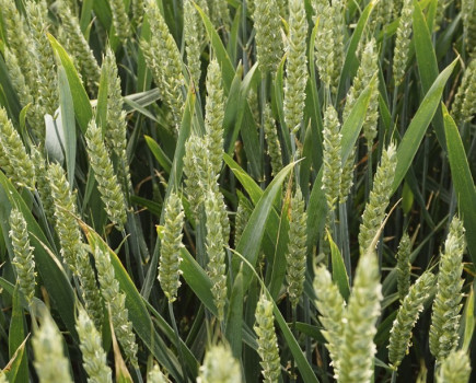 How wheat maturity plays an important factor in variety selection