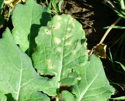 Twin OSR flowering sprays needed to beat high disease risk