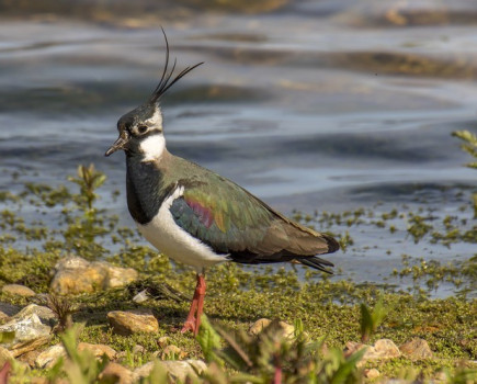 Take part in the GWCT Big Farmland Bird Count