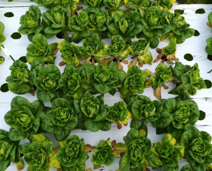 New cases of lettuce Fusarium wilt confirmed