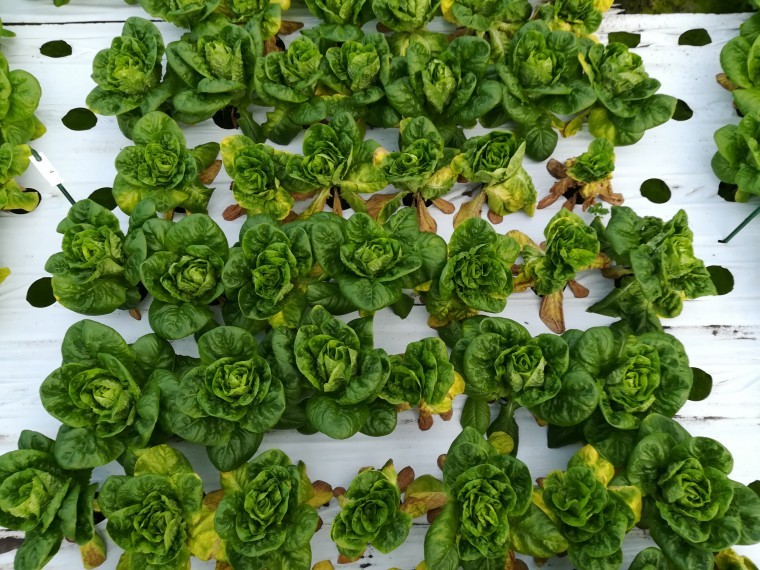 New cases of lettuce Fusarium wilt confirmed
