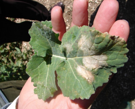 Light leaf spot risk relatively low