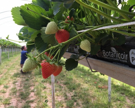 Brits show up in force at fruit show