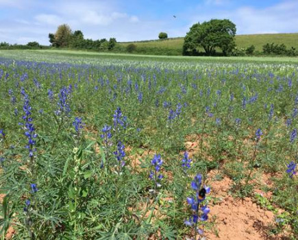 Grow organic lupins as a cash crop