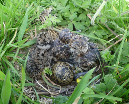 Farmers help to save iconic bird