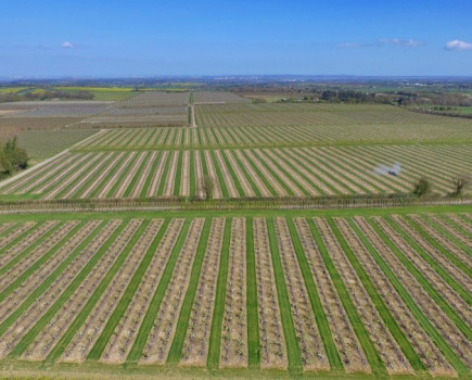 Fruit farm with trickle irrigation