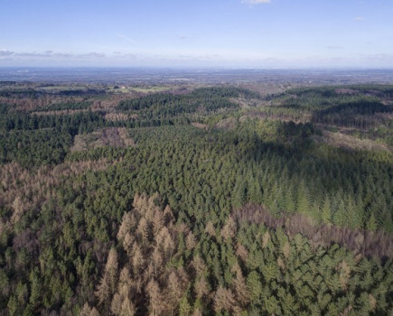 Surrey Hills woodland