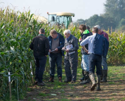 National maize trials look at varietal performance