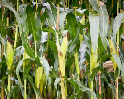 Maize variety choices for 2017