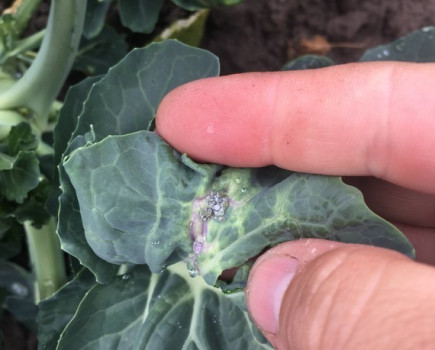 Think long-term for effective aphid control in brassicas