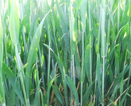 Tackle mildew early in high risk cereal crops