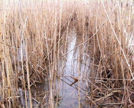 Energy crop in trials to restore flood plain soils