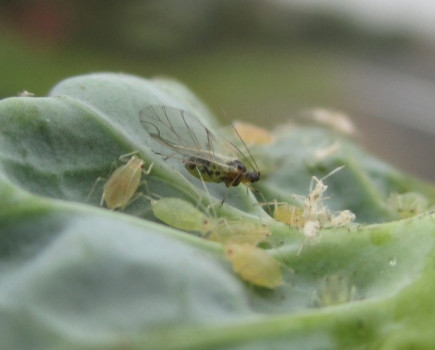 Plan now to block out early aphids