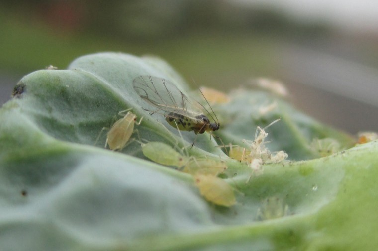 Plan now to block out early aphids