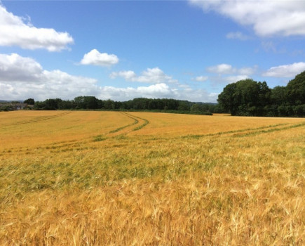 Land mostly down to barley