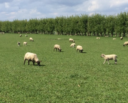 Farm in cover crop trial