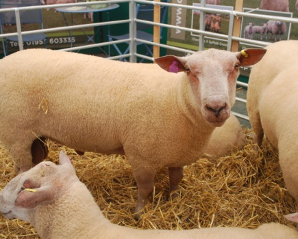 UK sheep meat production forecast to reach 2009 levels