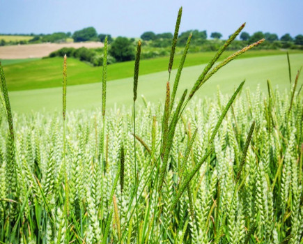 Black grass favours damaged soils