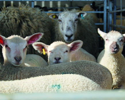 Top breeding ewes snapped up at farm sale