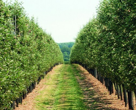 Kent fruit estate to be sold