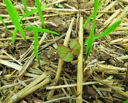 Fitting cover crops to CAP reforms