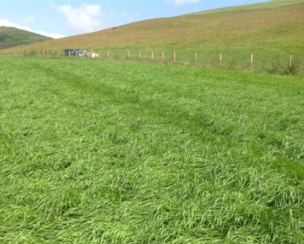 Still chance to spray persistent weeds in grassland