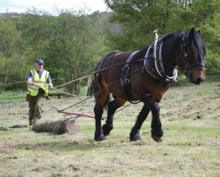 Horse charity faces closure without building