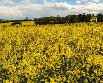 Oilseed rape most profitable