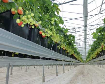 Soft fruit growers using more water