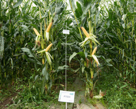 Order early to secure preferred maize seed