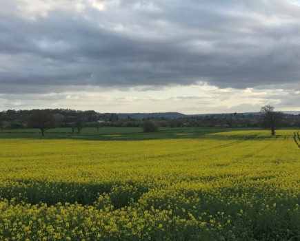 Sclerotinia alert in oilseed rape