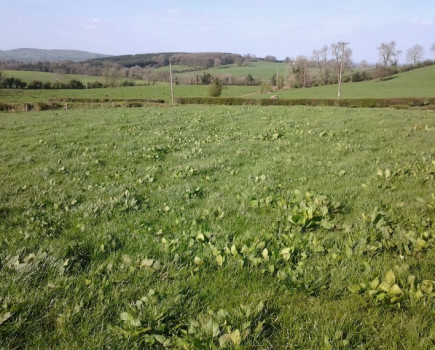 Spray docks in silage crops now