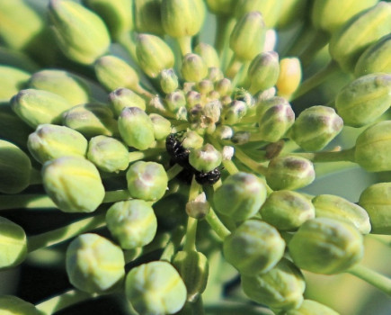 Regional crop status from the field